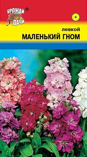 Лот: 12883722. Фото: 1. Семена левкоя карликового махрового... Садовые цветы