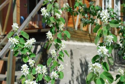 Лот: 7878370. Фото: 1. Дача. Дачи