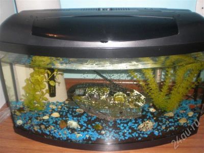 Лот: 685526. Фото: 1. аквариум с растениями грунтом... Аквариумы, террариумы