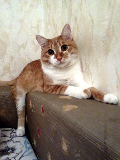 Лот: 4986386. Фото: 1. Отдадим в хорошие руки Рыжего... Кошки, котята