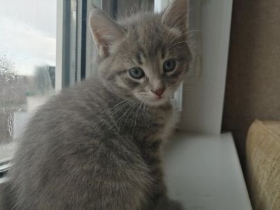 Лот: 15673531. Фото: 1. Серый мальчик. Кошки, котята