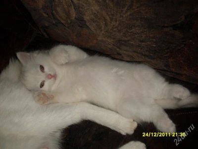 Лот: 1348999. Фото: 1. Белый котенок, забирайте!. Кошки, котята