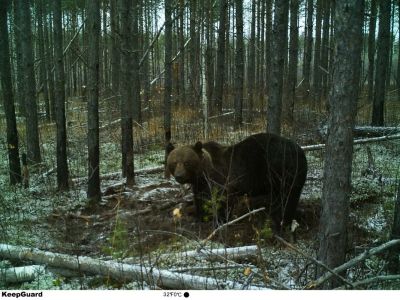 Лот: 10876844. Фото: 1. Шкура медведя . Чучела животных, рога, шкуры