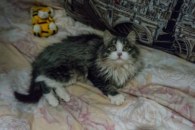 Лот: 24668942. Фото: 1. Котенок. Кошки, котята