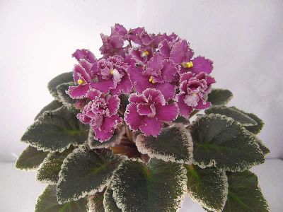 Лот: 7981416. Фото: 1. Фиалка Jolly Frills - детка. Горшечные растения и комнатные цветы