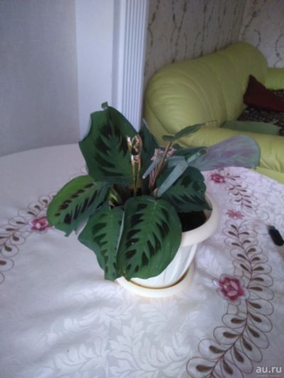 Лот: 9701576. Фото: 1. Маранта 2. Горшечные растения и комнатные цветы
