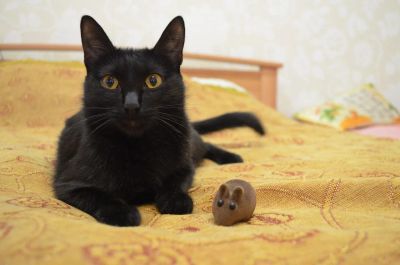 Лот: 10981986. Фото: 1. Кошечка черная. Кошки, котята