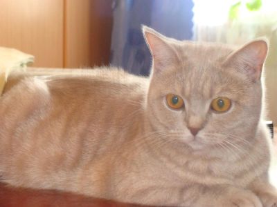 Лот: 2982282. Фото: 1. Продам молодую кошечку 11 месяцев... Кошки, котята