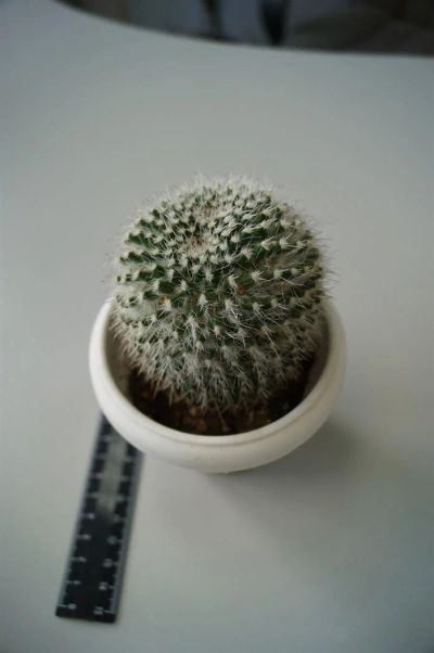 Лот: 3117463. Фото: 1. Кактусы - Коллекция - Mammillaria... Горшечные растения и комнатные цветы