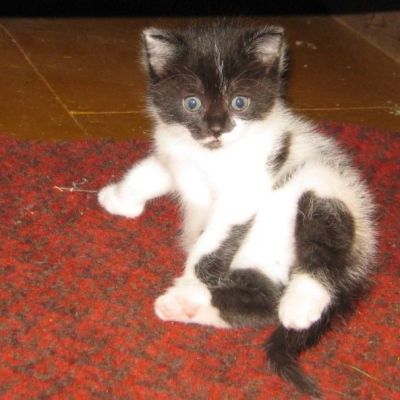 Лот: 10215238. Фото: 1. Котёнок. Кошки, котята