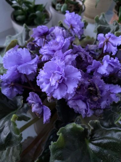Лот: 22884811. Фото: 1. Сортовая фиалка ЛЕ-Марина. Горшечные растения и комнатные цветы