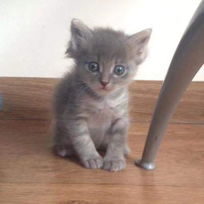 Лот: 8207696. Фото: 1. Серо-голубой дымчатая котенок... Кошки, котята