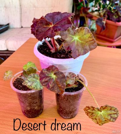 Лот: 13850263. Фото: 1. Бегония Desert Dream. Горшечные растения и комнатные цветы