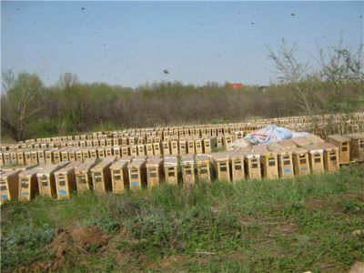 Лот: 5242925. Фото: 1. пчелопакеты пчелосемьи пчелы карпатка... Другое (растения и животные)