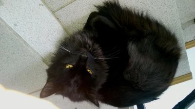 Лот: 6163190. Фото: 1. Кот ищет дом!!!. Кошки, котята