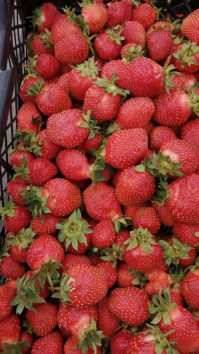 Лот: 20563276. Фото: 1. 🍓Клубника Шушенская 😋. Ягоды, орехи