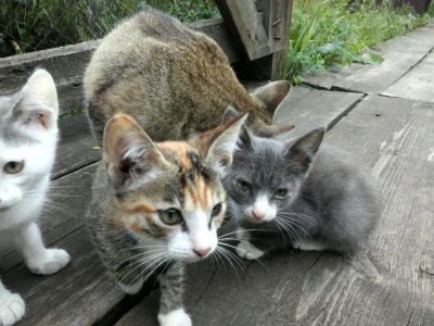 Лот: 9942282. Фото: 1. Котята. Кошки, котята