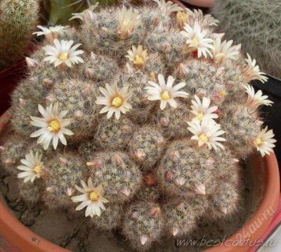 Лот: 2818522. Фото: 1. Mammillaria prolifera (Семейный... Горшечные растения и комнатные цветы