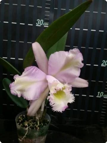 Лот: 8290242. Фото: 1. Орхидея каттлея (Rlc.'King HarddxCa... Горшечные растения и комнатные цветы