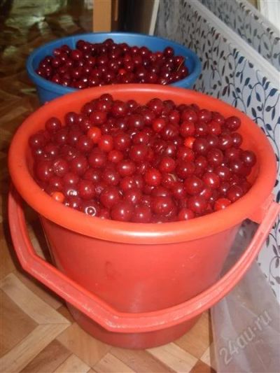 Лот: 1961405. Фото: 1. Вишня на ножке. Ягоды, орехи