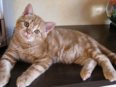 Лот: 6864153. Фото: 1. Котик шотландский прямоухий- SFS71... Кошки, котята