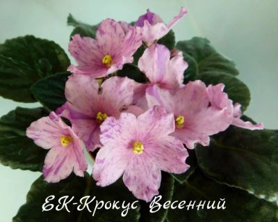Лот: 8399641. Фото: 1. Фиалка сортовая ЕК-Крокус Весенний... Горшечные растения и комнатные цветы