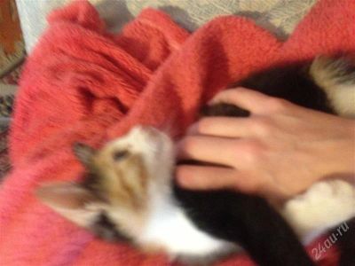 Лот: 2353811. Фото: 1. Отдам котенка в добрые руки. Кошки, котята