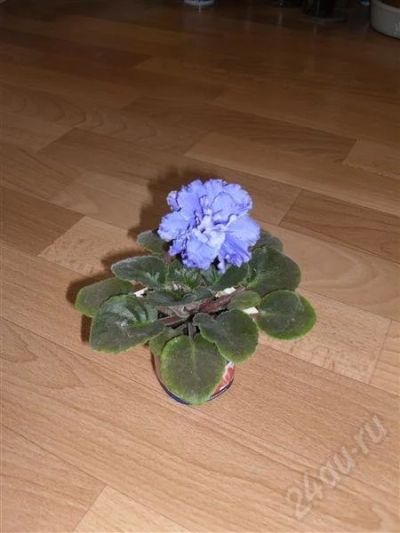 Лот: 531877. Фото: 1. Лист сенполии сорт Рафл Скайз. Горшечные растения и комнатные цветы