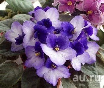 Лот: 13875981. Фото: 1. Фиалка City-Line Trendy Blue... Горшечные растения и комнатные цветы