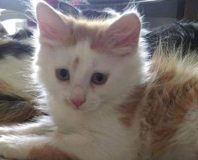 Лот: 7438554. Фото: 1. Озорной малыш. Кошки, котята