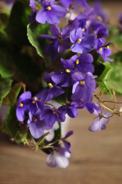 Лот: 16202774. Фото: 1. фиалка фиолетовая бурно-цветущая. Горшечные растения и комнатные цветы