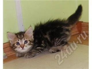 Лот: 357838. Фото: 1. Котята от сибирской кошки. Остальные животные