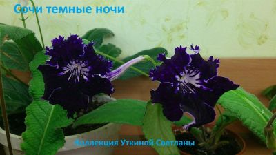 Лот: 3424766. Фото: 1. Стрептокарпус -Сочи темные ночи. Горшечные растения и комнатные цветы
