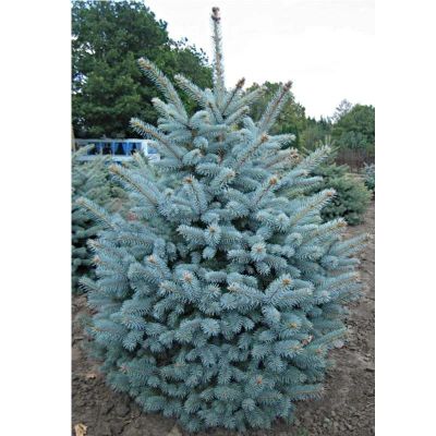Лот: 8524606. Фото: 1. СУПЕР саженцы Ель голубая Picea... Декоративные кустарники и деревья