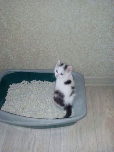 Лот: 9811666. Фото: 1. котенок ищет дом. Кошки, котята