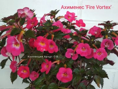 Лот: 15297351. Фото: 1. Ахименес Fire Vortex. Горшечные растения и комнатные цветы