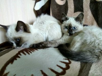 Лот: 10228272. Фото: 1. Сиамские котята. Кошки, котята