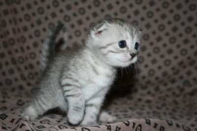 Лот: 5806429. Фото: 1. Милая шотландская вислоухая Белла... Кошки, котята