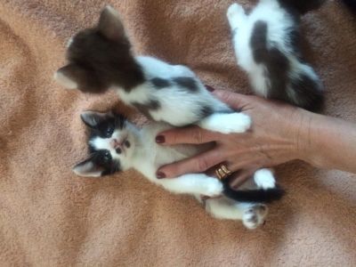 Лот: 14942073. Фото: 1. Котята корнишата-дончата. Кошки, котята