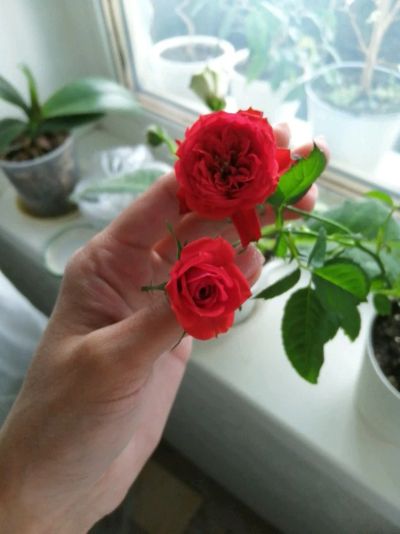 Лот: 13984314. Фото: 1. Роза красная, мелкая. Горшечные растения и комнатные цветы