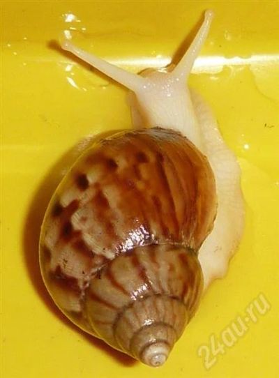Лот: 580463. Фото: 1. Улитка Achatina fulica albino... Другое (растения и животные)