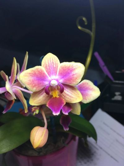 Лот: 11427359. Фото: 1. Орхидея фаленопсис мини. Горшечные растения и комнатные цветы