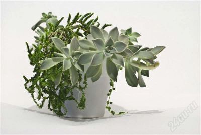 Лот: 535630. Фото: 1. Суккуленты. Горшечные растения и комнатные цветы
