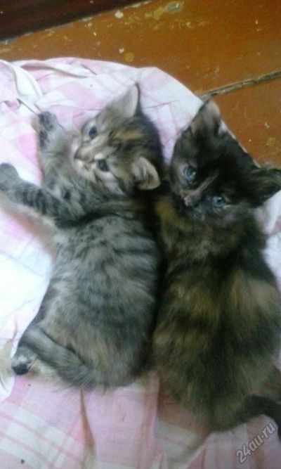 Лот: 5622362. Фото: 1. Отдам котят в хорошие руки. Кошки, котята