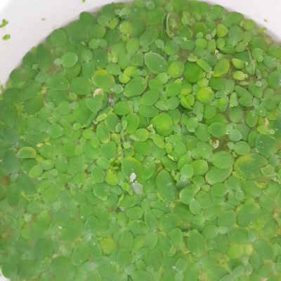 Лот: 22847181. Фото: 1. литровая банка водного растения... Водные растения