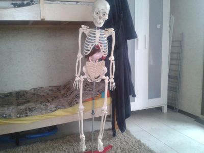 Лот: 7126748. Фото: 1. макет человеческого скелета "Артем... Другое (дети растут)