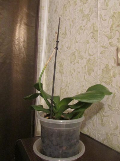 Лот: 6169967. Фото: 1. Орхидея. Горшечные растения и комнатные цветы