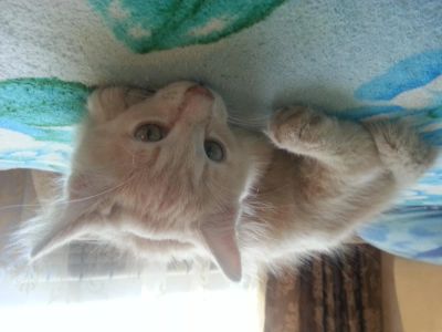Лот: 4384103. Фото: 1. отдам котенка в хорошие руки. Кошки, котята