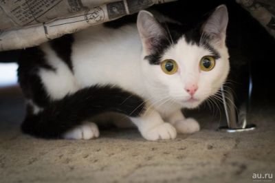 Лот: 8801808. Фото: 1. Кошечка в добрые руки. Кошки, котята