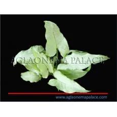 Лот: 9637215. Фото: 1. Сингониум (Syngonium White wendlandi... Горшечные растения и комнатные цветы